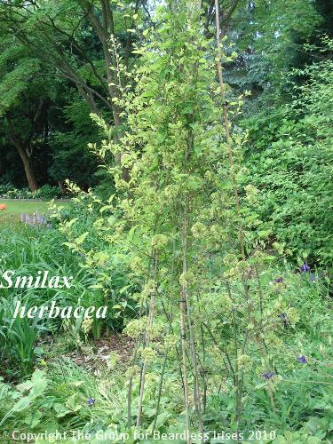 OW G10 Rre plant on tripod